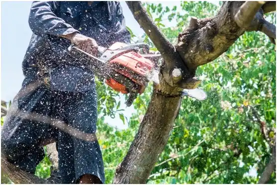 tree services Panama